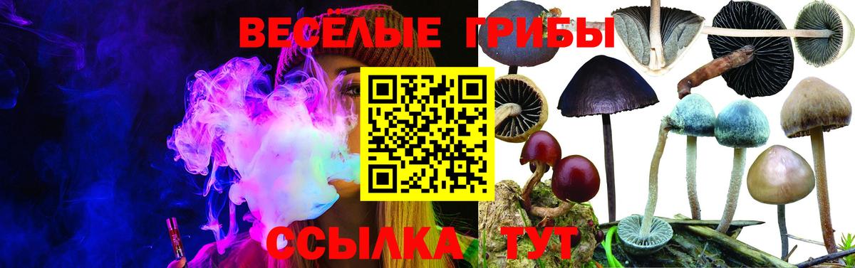 Галлюциногенные грибы Psilocybine cubensis Рославль